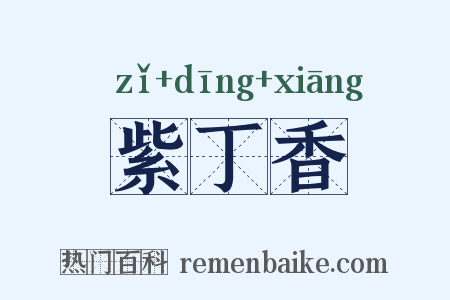 紫丁香是什么意思的图片